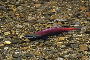 Sockeye: Sockeye Salmon - male, spawning stream