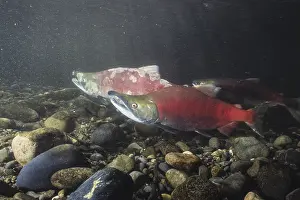 Sockeye: Sockeye salmon, Oncorhynchus nerka, also red salmon