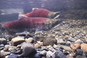 Sockeye: Sockeye salmon, Oncorhynchus nerka, also red salmon