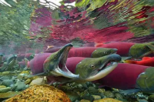 Spawn: Sockeye Salmon, Redeye Salmon or Blueback Salmon