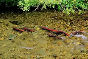 Sockeye: Sockeye Salmon - spawning stream