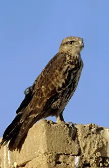 Richard Porter: SOCOTRA BUZZARD - JUVENILE