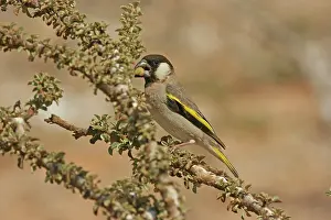 Grosbeaks: Socotra Golden-winged Grosbeak
