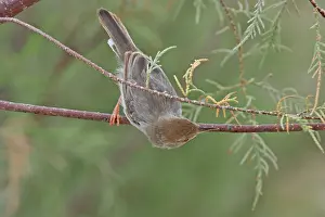Yemen: Socotra Warbler