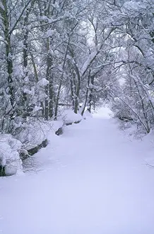 Fortified: Soda Creek in Winter