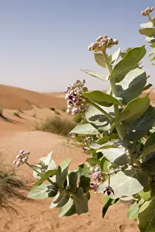 Procera: Sodom Apple Milkweed