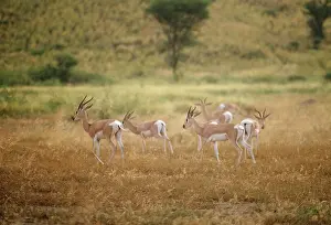 Gazelles: Soemmering's Gazelle