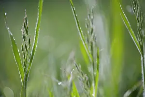 Brome: Soft Brome