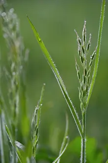 Brome: Soft Brome