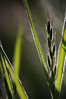 Brome: Soft Brome
