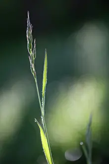 Brome: Soft Brome