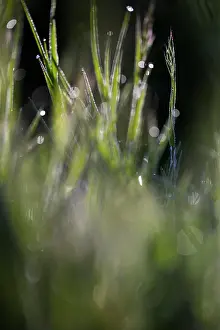 Brome: Soft Brome