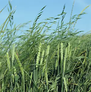 Panicle: Soft Brome (Bromus mollis) in Wheat crop