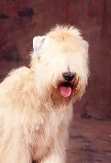 Coated: Soft-Coated Wheaten Terrier DOG