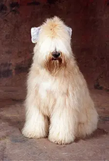Coated: Soft-Coated Wheaten Terrier DOG - in studio