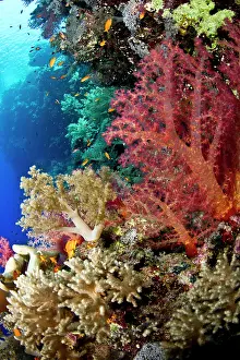 Dendronephthya: Soft Coral
