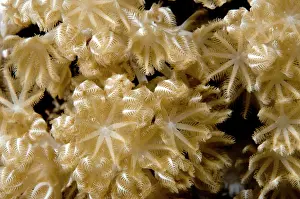 Glauca: Soft Coral