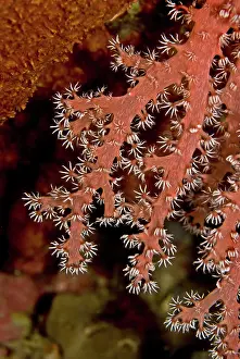 Sticky: Soft Coral - this animal is sweeping the current