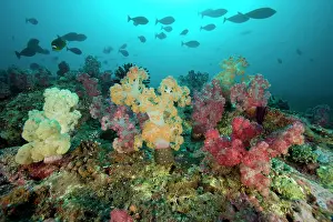 Isola: Soft coral colony Dendronephthya sp. Shark Point dive site