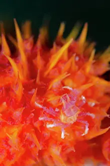 Nephtheidae: Soft Coral Crab on Glomerate Tree Coral (Dendronephthya