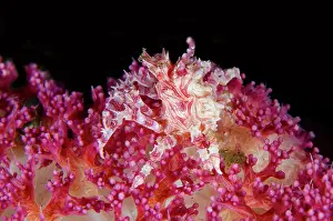 Spine: Soft Coral Crab - on Glomerate Tree Coral (Dendronephthya
