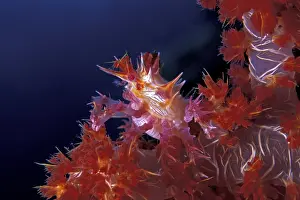 Mimetical: Soft coral crab, Hoplophrys oatesii, Walindi, West New Brita