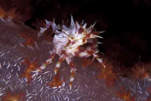 Mimetical: Soft coral crab, Hoplophrys oatesii, Walindi, West New Brita