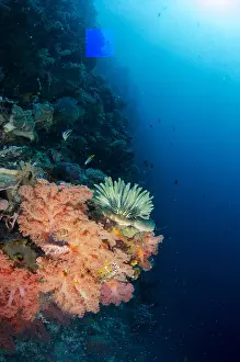 Buoy: Soft Coral - with Crinoid (Crinoidea Class) with