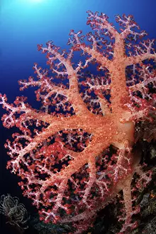 Dendronephthya: Soft coral, Dendronephthya sp. Walindi, West New Britain, P