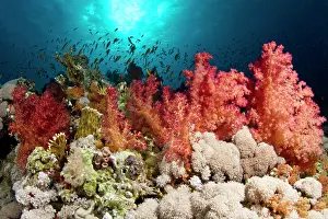 Dendronephthya: Soft Coral garden