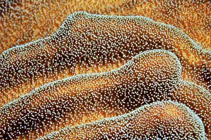Octocorallia: Soft coral, leather coral (Lobophytum) with semi-enclosed