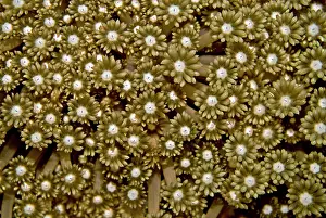 Polyps: Soft coral polyps