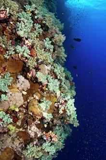 Arboreum: Soft Coral Reef