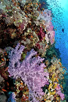 Dendronephthya: Soft Coral Reef