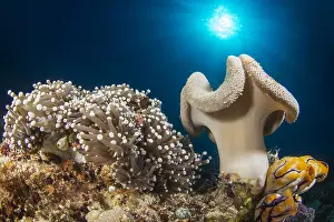 Backlighting: Soft Coral (Sarcophyton sp) and Sea Anemone, Bangka