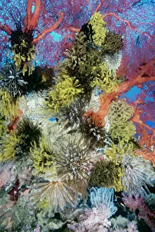 Fans: Soft CORAL - and Sea Fans. Coral covered with Featherstars
