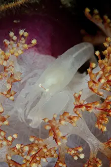 Pantar: Soft Coral Snapping Shrimp