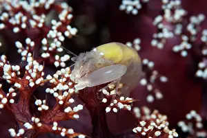 Snapping: Soft Coral Snapping Shrimp - on coral