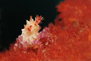 Phillipines: Soft Coral Spider Crab