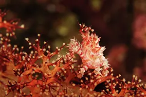 Sort: Soft Coral Spider Crab