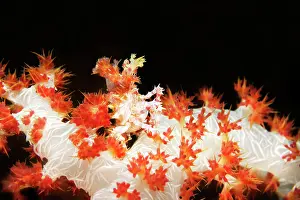 Candy: Soft Coral Spider Crab