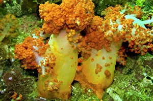 Currents: Soft Coral - only found where there are strong currents