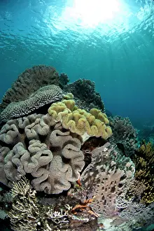 Nyata: Soft Coral and sun rays