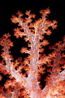 Dendronephthya: Soft coral tree