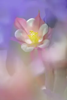 Adam: Soft focus Columbine flower, Salem, Oregon