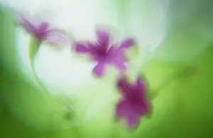 Defocused: Soft focus pink flowers