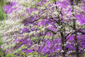 Kentucky: Soft focus view of flowering dogwood tree and distant