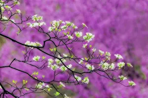 Kentucky: Soft focus view of flowering dogwood tree and distant