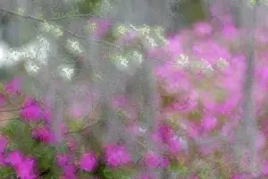 Focus: Soft focus view of flowering dogwood trees and azaleas