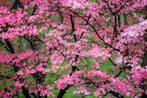 Kentucky: Soft focus view of large pink flowering dogwood